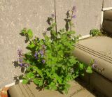 Nepeta mussinii