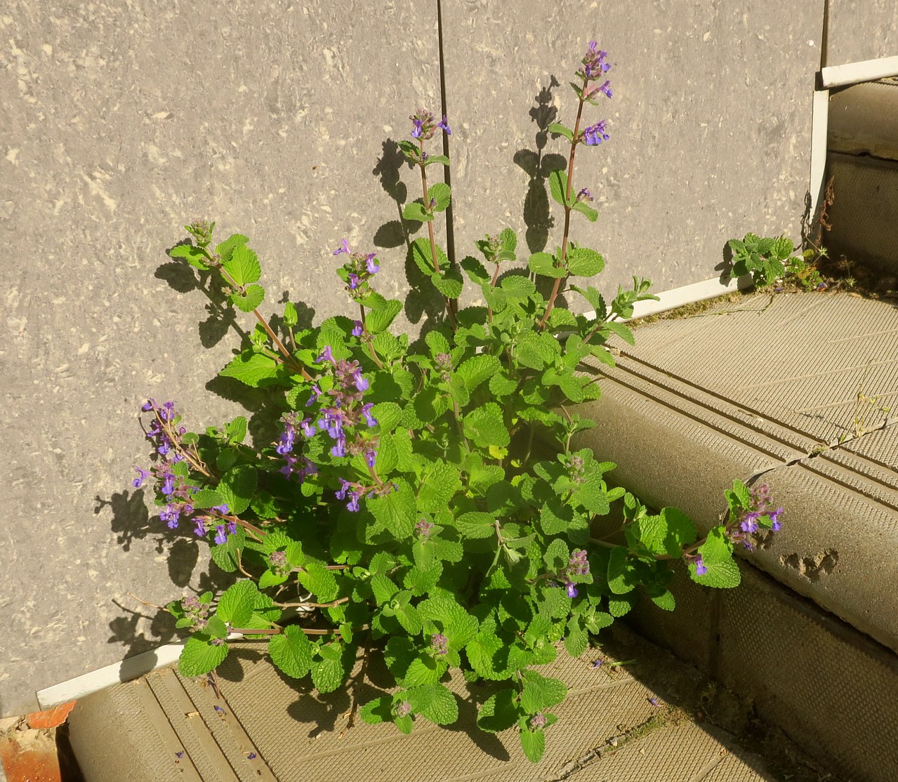 Изображение особи Nepeta mussinii.