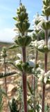 Phlomoides mihaelis