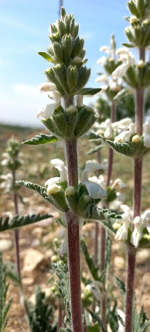 Image of Phlomoides mihaelis specimen.