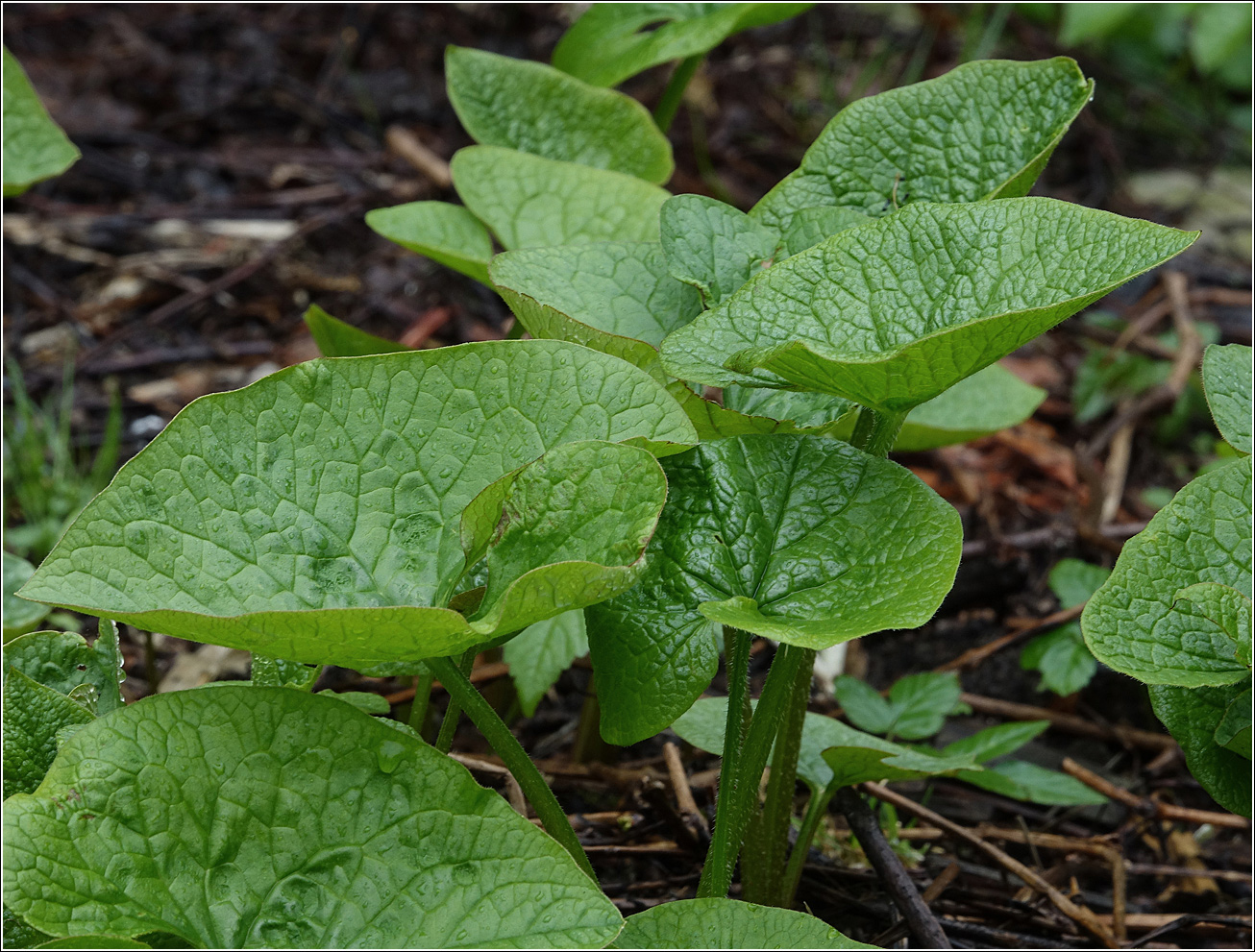 Image of Brunnera sibirica specimen.