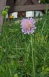 Knautia arvensis