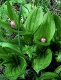 Cypripedium macranthos