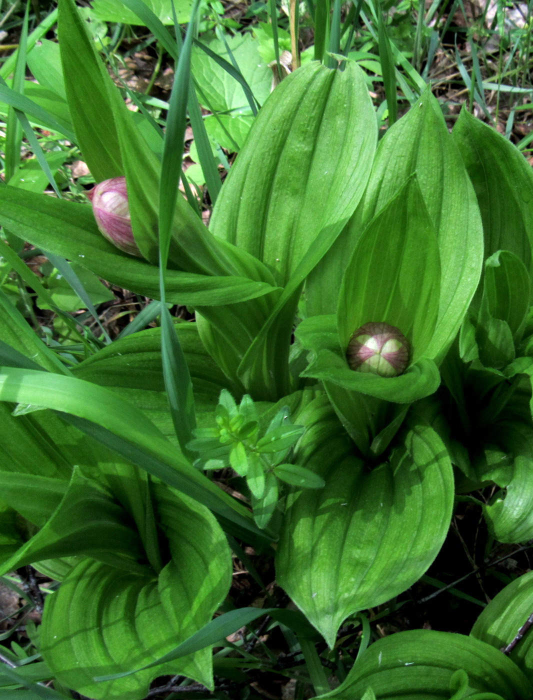 Image of Cypripedium macranthos specimen.