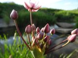 Butomus umbellatus. Соцветие с бутонами и раскрывшимся цветком. Московская обл., ГО Подольск, мкр-н Климовск, слив из плотины пруда на р. Петрица. 30.06.2022.
