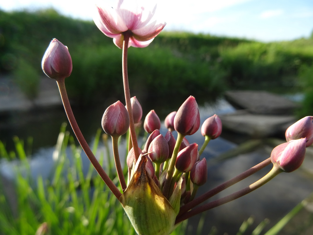 Изображение особи Butomus umbellatus.