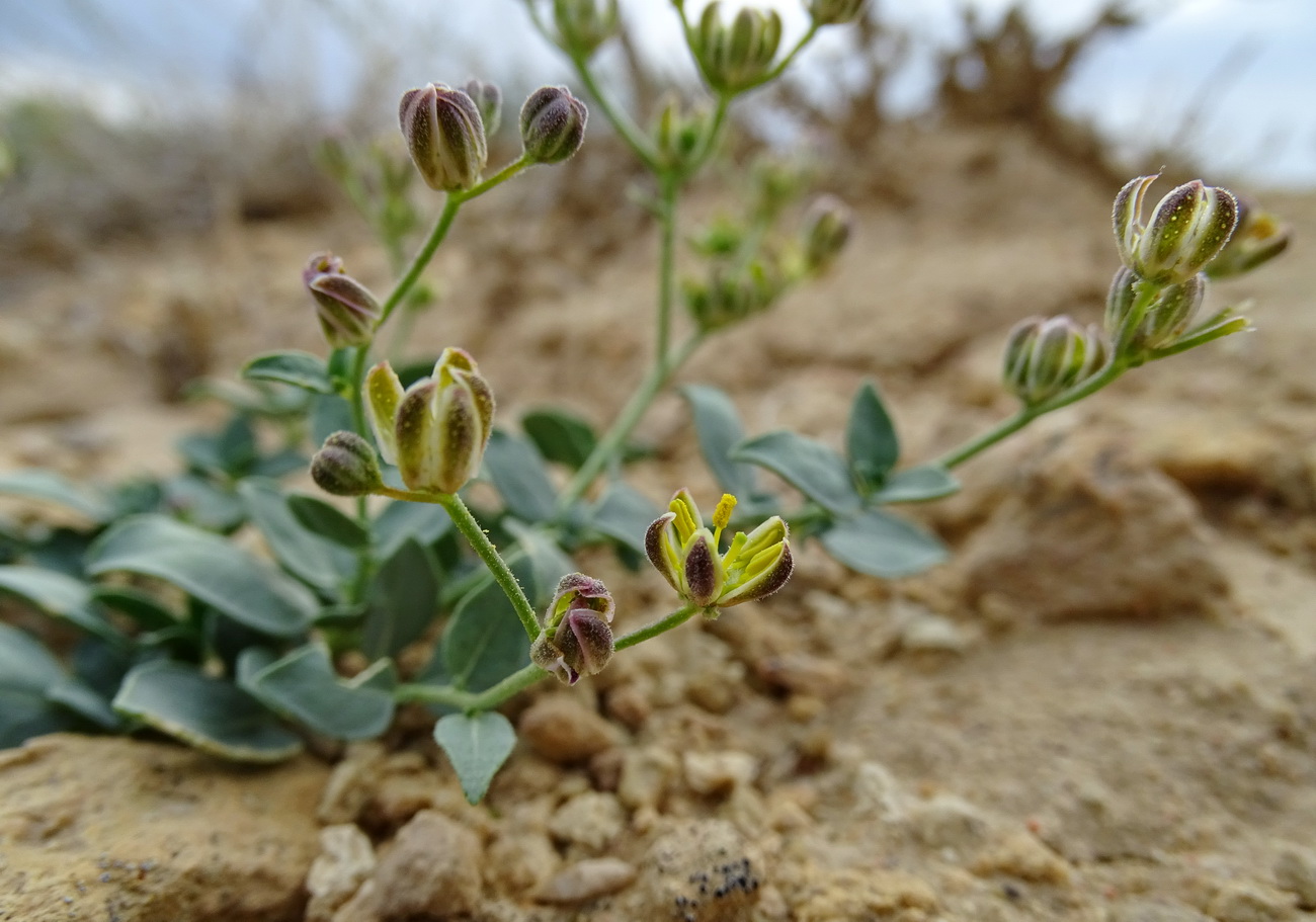 Image of Haplophyllum bungei specimen.