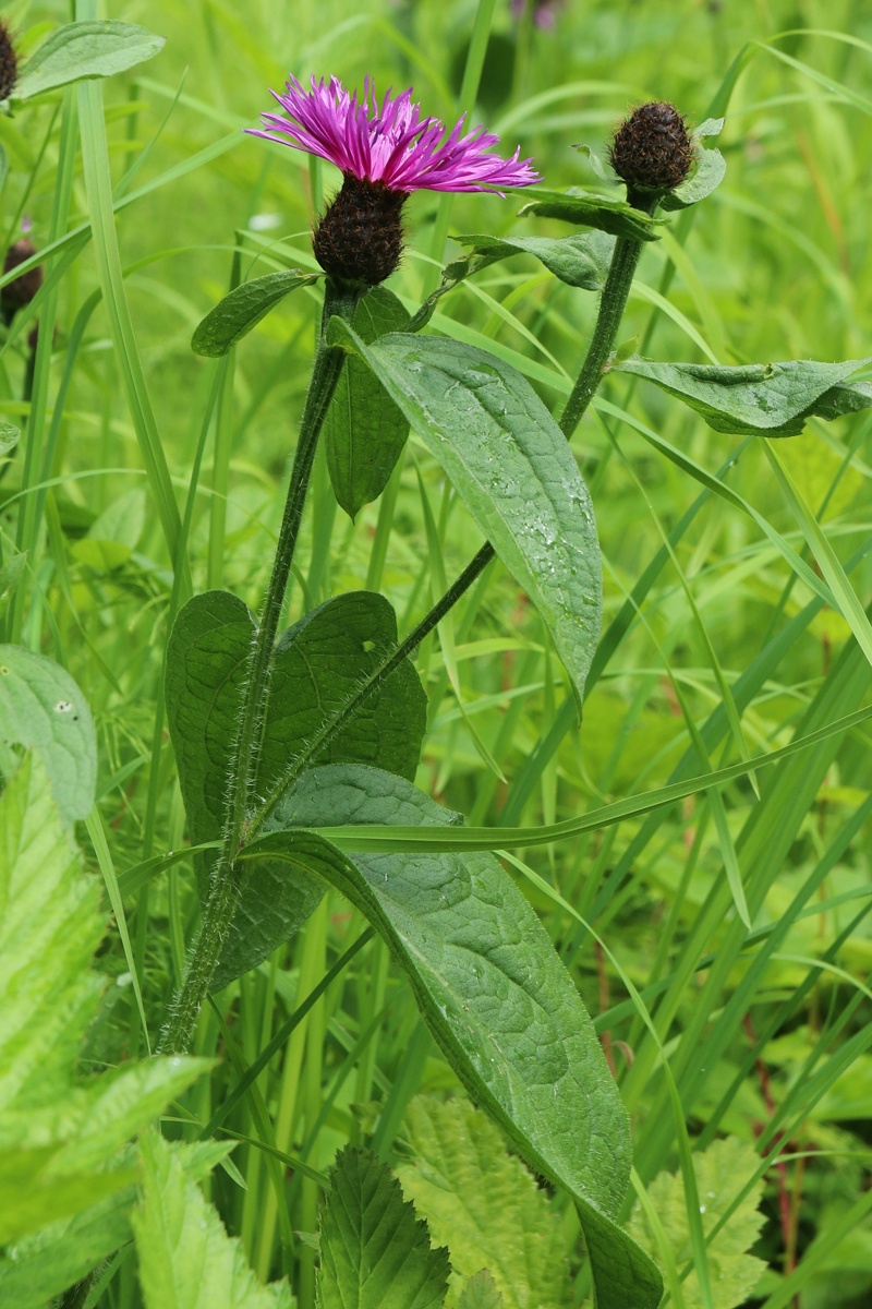 Изображение особи Centaurea phrygia.