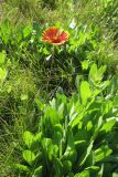 Gaillardia aristata