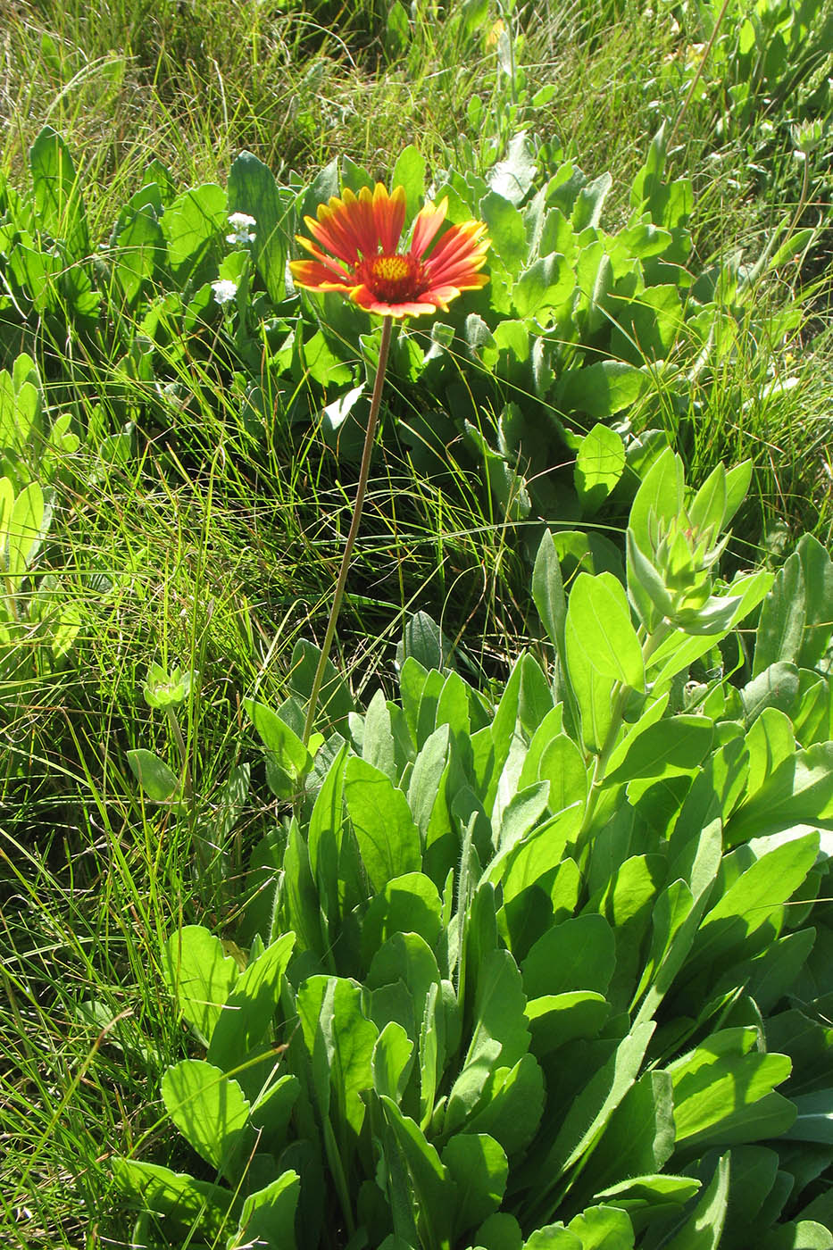 Изображение особи Gaillardia aristata.