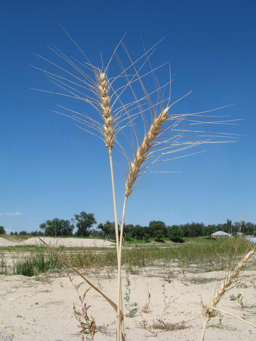 Изображение особи род Triticum.