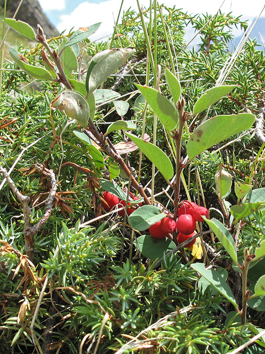 Image of Cotoneaster integerrimus specimen.