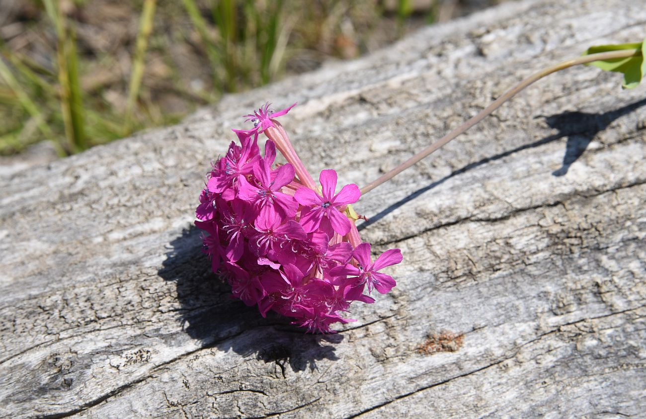 Изображение особи Silene compacta.