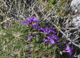 Primula integrifolia
