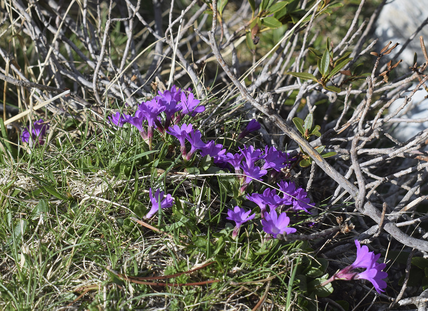 Изображение особи Primula integrifolia.