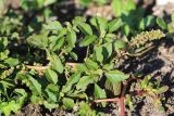 Amaranthus blitum