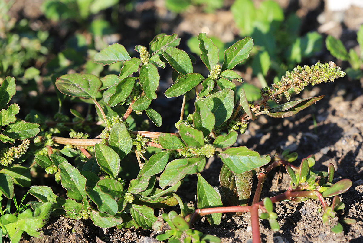 Изображение особи Amaranthus blitum.