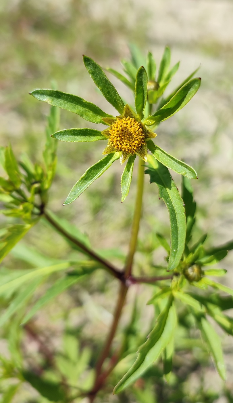 Image of genus Bidens specimen.