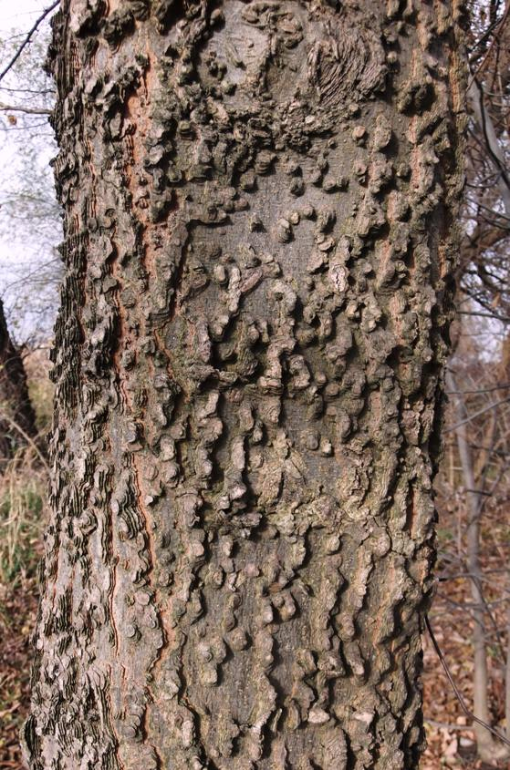 Image of genus Celtis specimen.