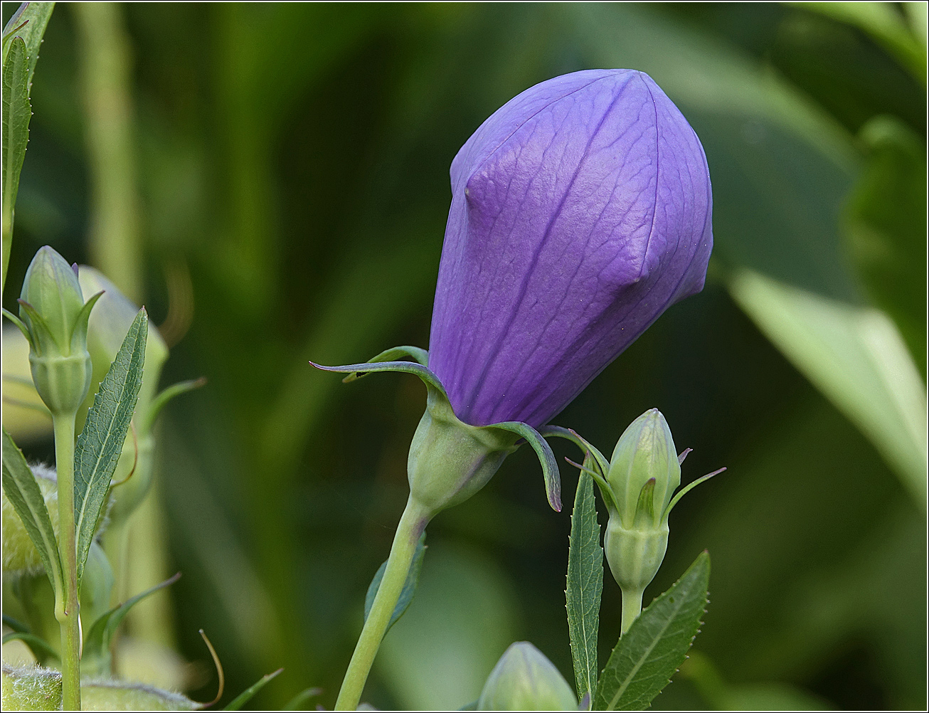 Image of Platycodon grandiflorus specimen.