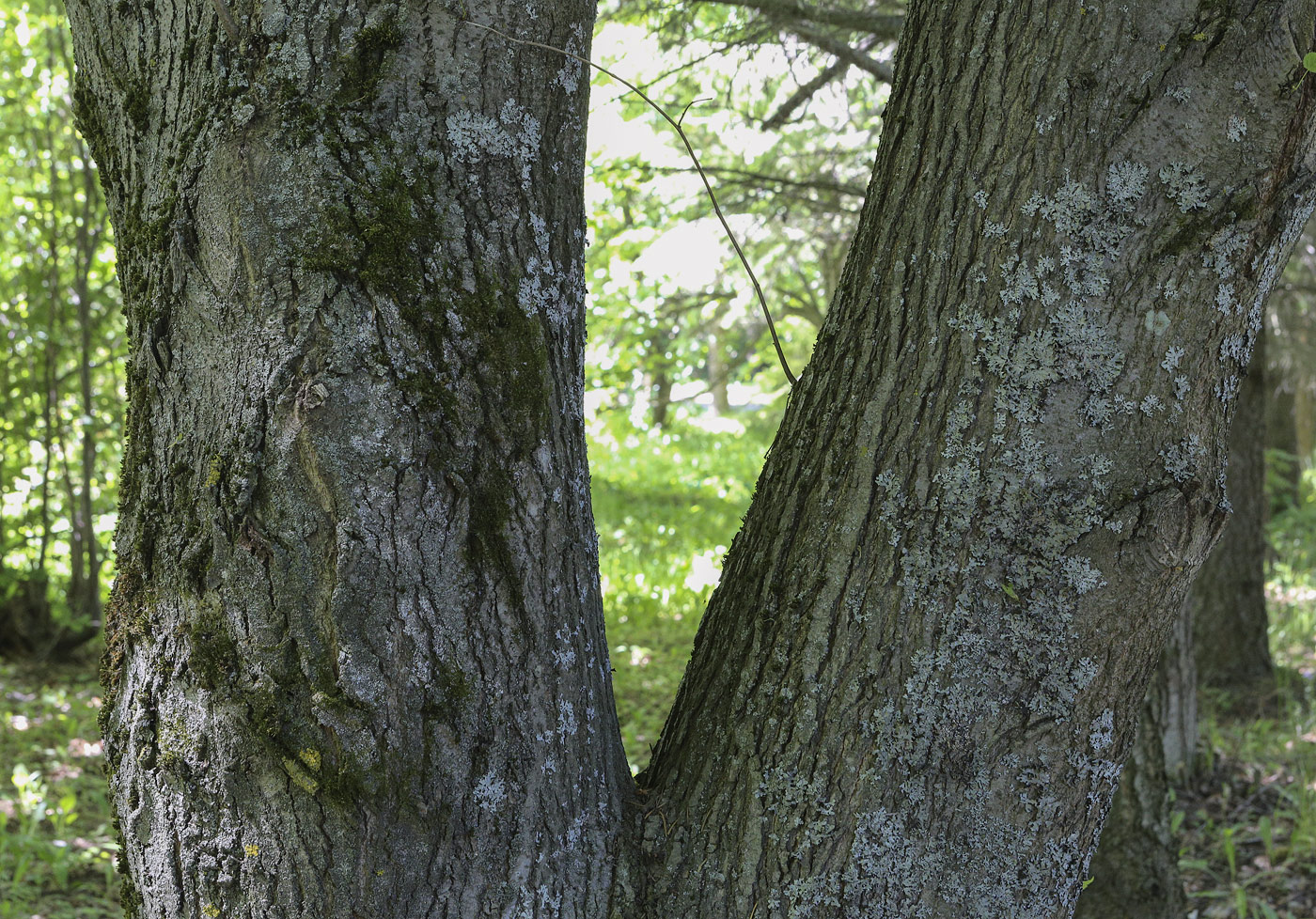 Image of genus Tilia specimen.
