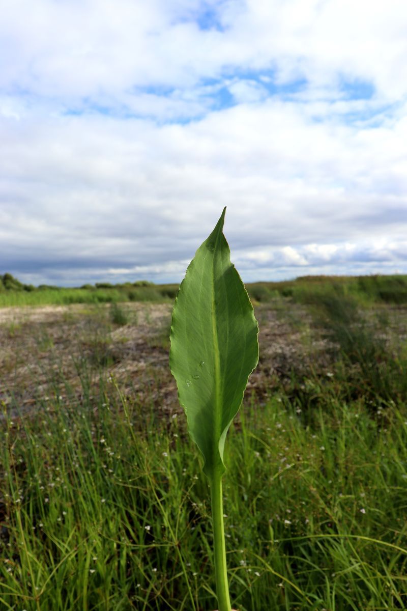 Image of Alisma juzepczukii specimen.