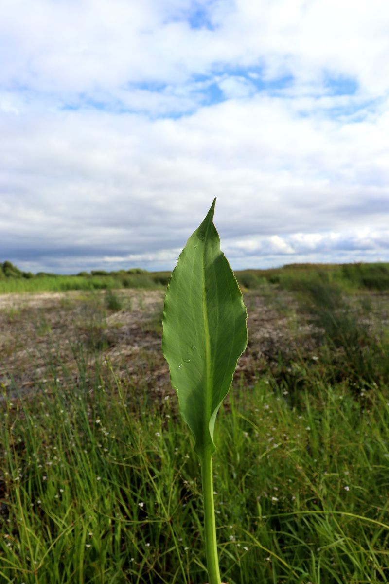 Image of Alisma juzepczukii specimen.