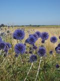 Echinops saksonovii. Верхние части цветущих растений. Ульяновская обл., Мелекесский р-н, окр. пос. Верхний Мелекесс, долина р. Мал. Авраль, надпойменная терраса, остепнённый луг с участками засоления. 23.07.2022.