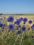 Echinops ruthenicus