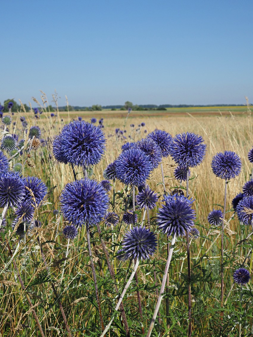 Изображение особи Echinops saksonovii.