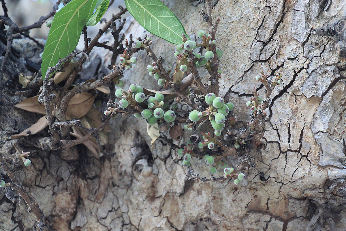 Image of Ficus racemosa specimen.