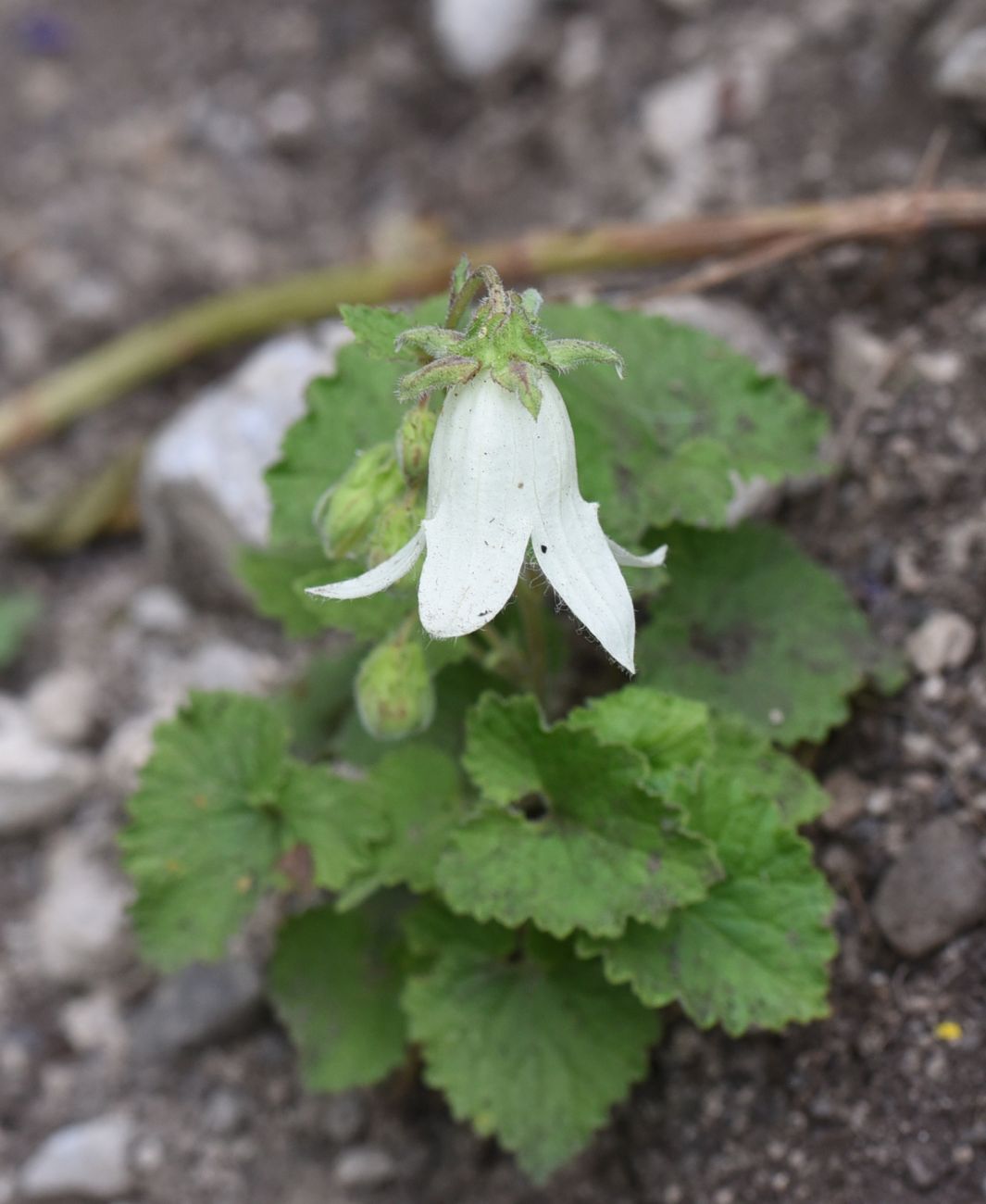 Изображение особи Campanula alliariifolia.