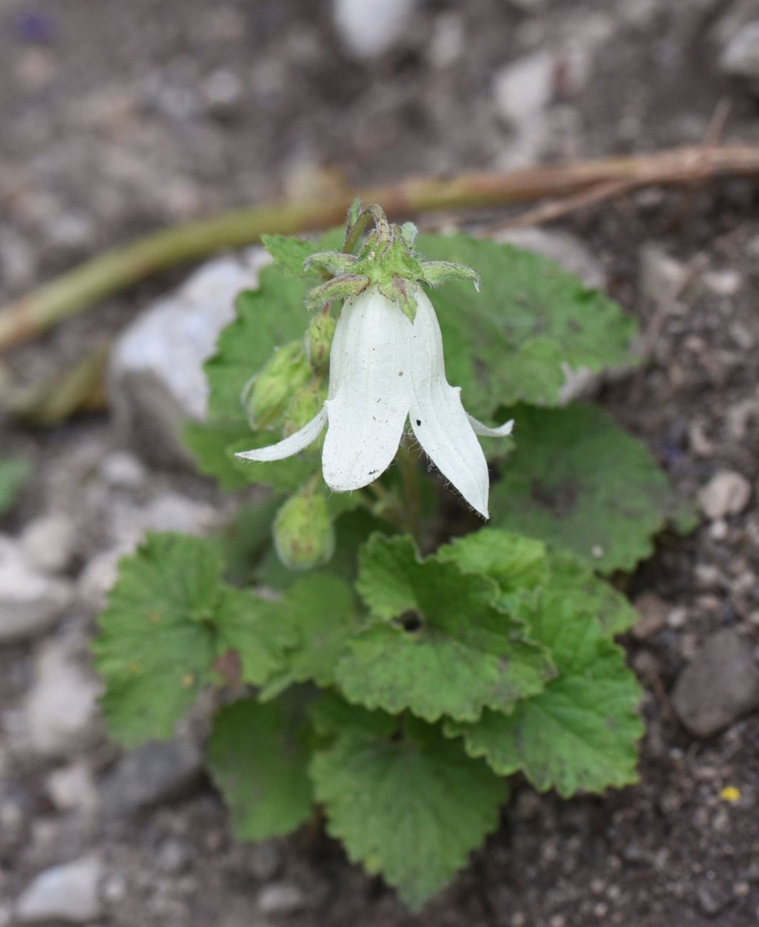 Image of Campanula alliariifolia specimen.