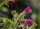 Petunia × atkinsiana. Верхушка побега с бутонами, раскрывающимся и отцветшими цветками. Московская обл., Раменский р-н, окр. дер. Хрипань, садовый участок. 12.07.2022.