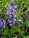 Polygala comosa