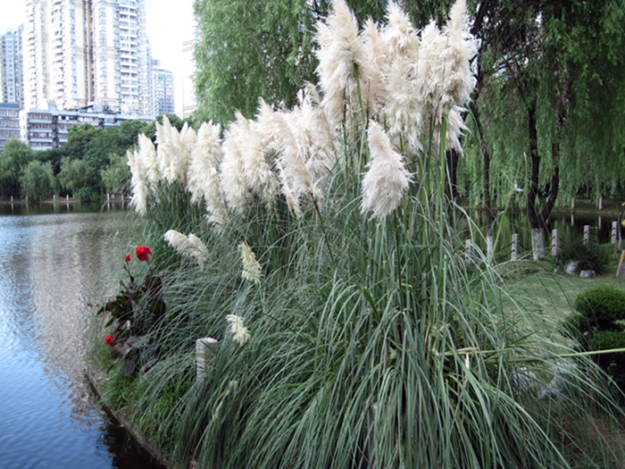 Изображение особи Cortaderia selloana.