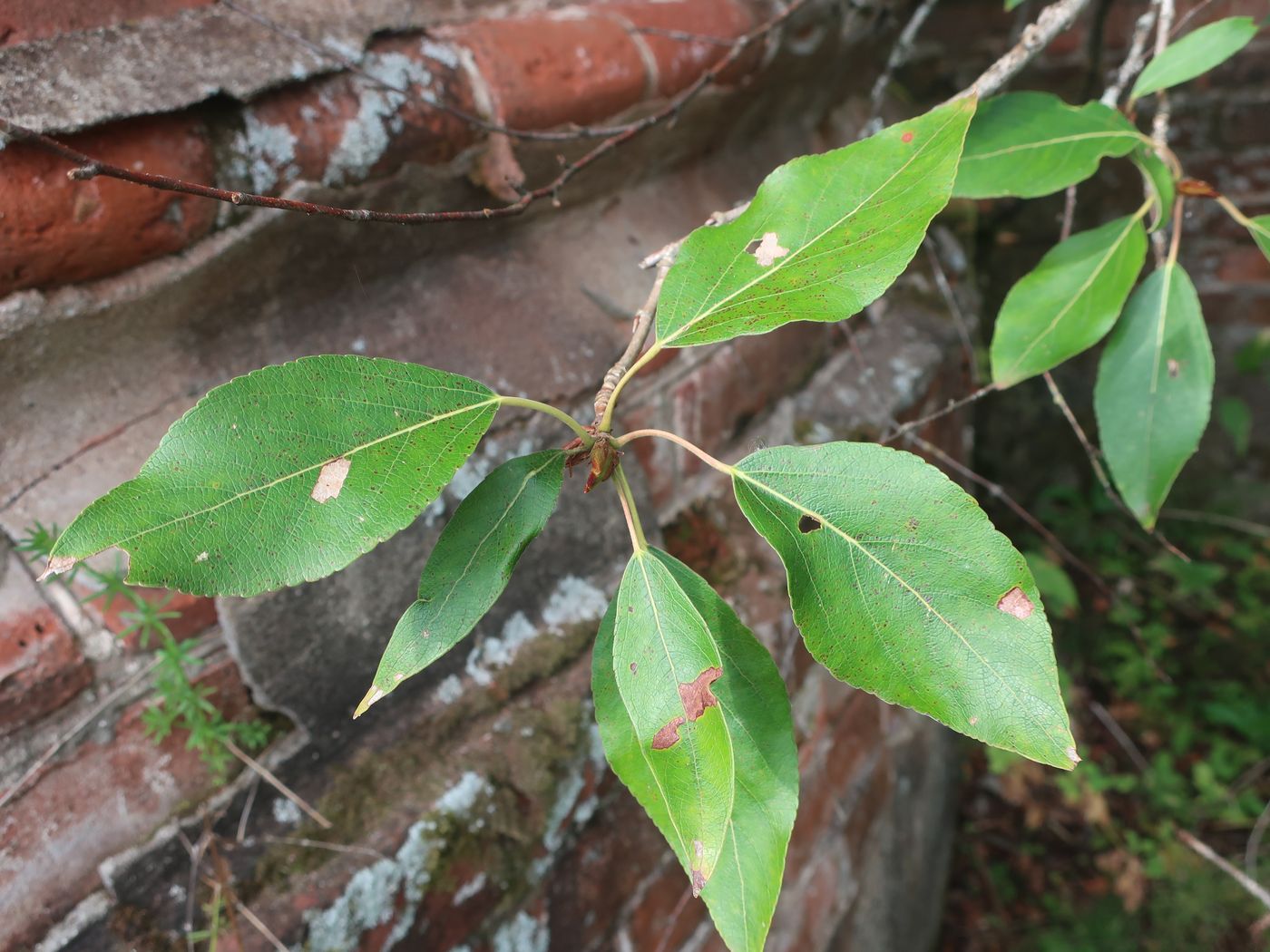 Image of Populus longifolia specimen.