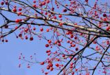 Malus mandshurica. Часть ветви с плодами. Приморский край, Шкотовский р-н, пос. Подъяпольск, широколиственный лес на вершине небольшой сопки. 23.10.2022.