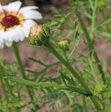 Ismelia carinata