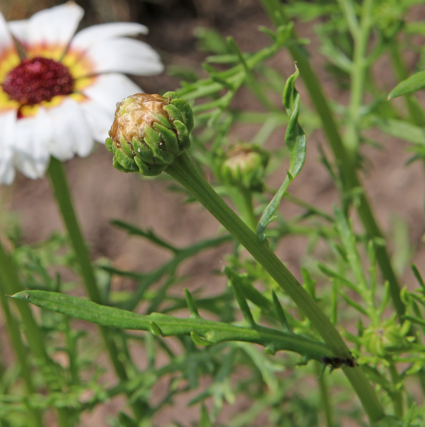 Изображение особи Ismelia carinata.