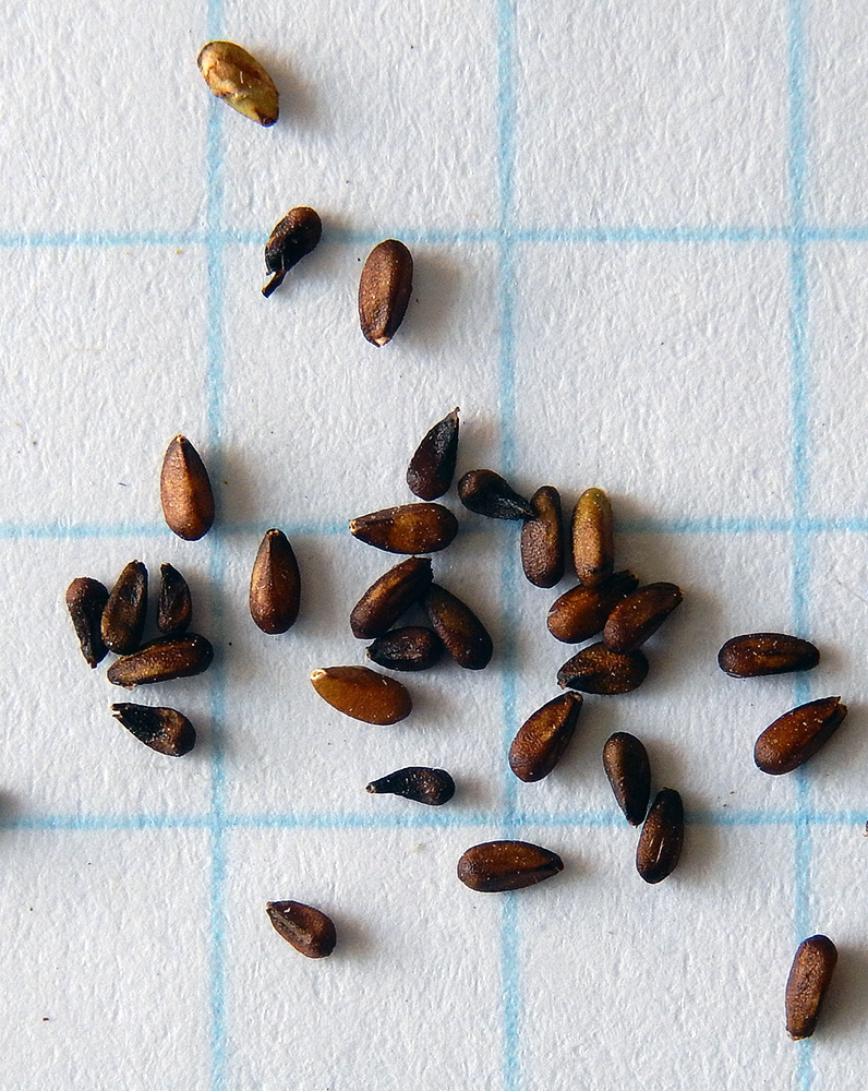 Image of Melissa officinalis specimen.