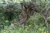 Hippophae rhamnoides. Нижняя часть дерева. Кабардино-Балкария, долина р. Баксан, между памятником первовосходителям на Эльбрус и водопадом на р. Курмычи, высота 1600 м н.у.м., заросли в центре луга. 24 июля 2022 г.