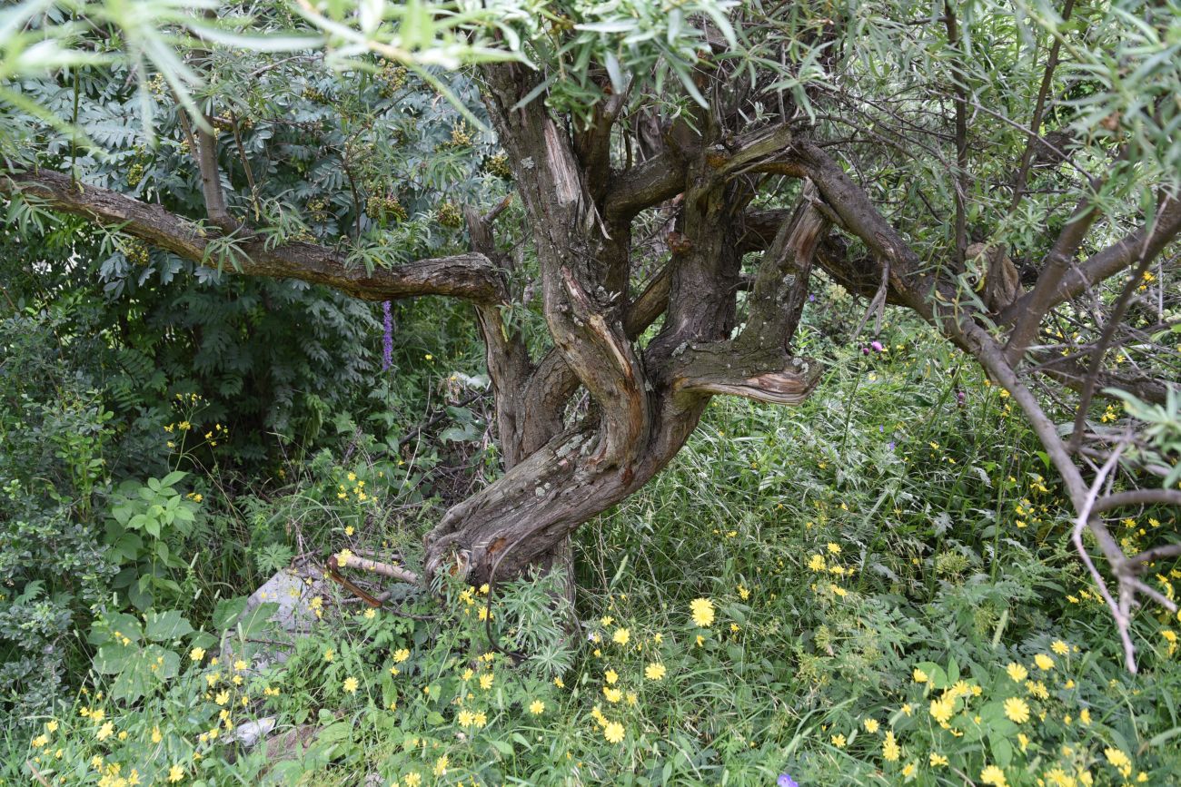 Image of Hippophae rhamnoides specimen.