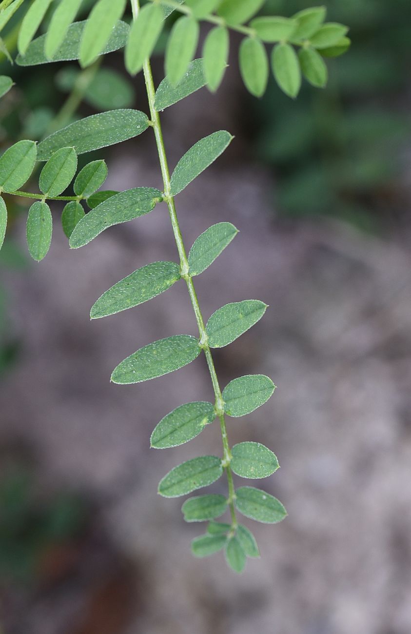 Изображение особи Astragalus cicer.