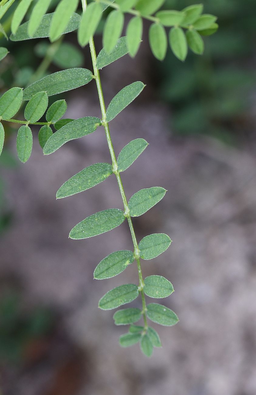 Image of Astragalus cicer specimen.