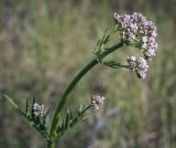 Valeriana wolgensis. Верхушка цветущего растения. Пермский край, г. Пермь, Кировский р-н, залежь на месте садовых участков. 09.06.2023.