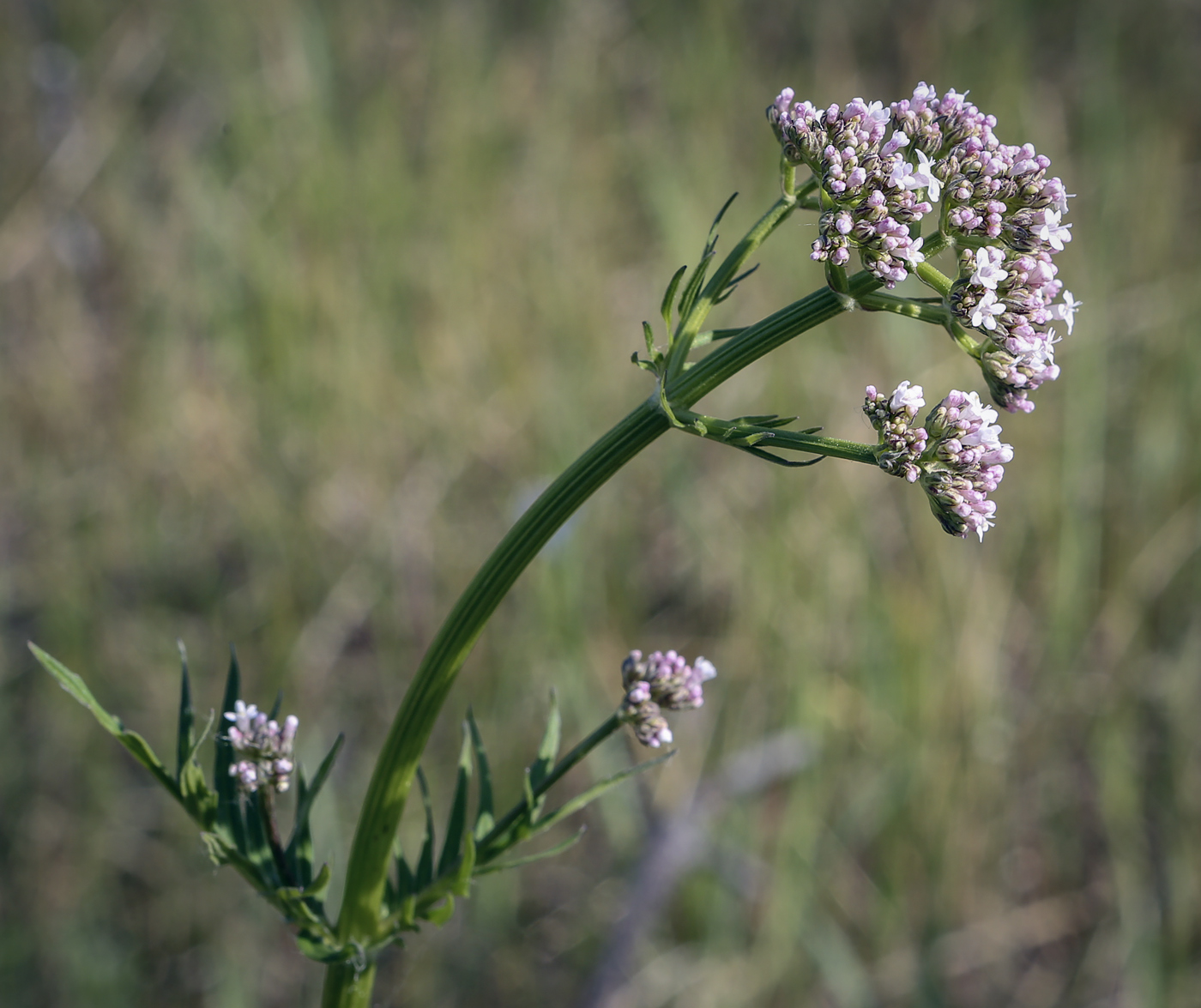 Изображение особи Valeriana wolgensis.