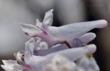 Corydalis repens. Цветок. Приморский край, Шкотовский р-н, пос. Подъяпольск, широколиственный лес на вершине небольшой сопки. 23.04.2023.