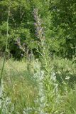 Anchusa procera