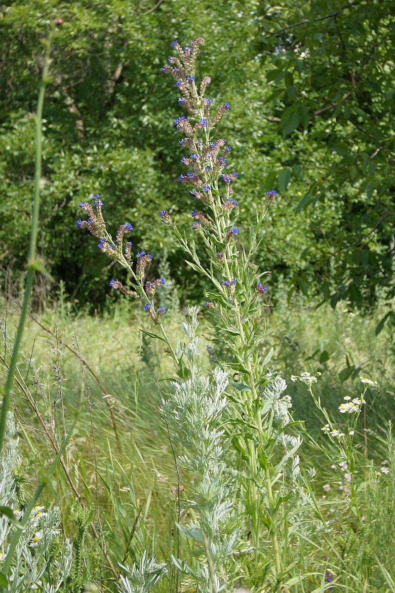Image of Anchusa procera specimen.